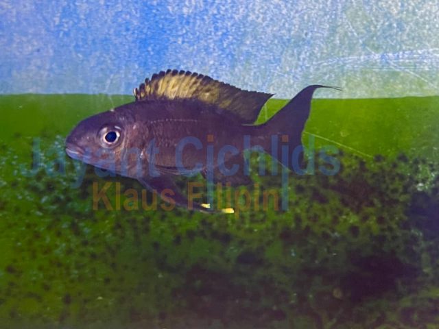 Ophthalmotilapia boobs yellow dorsal Msamba