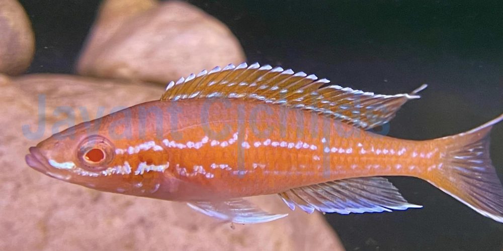 Paracyprichromis nigripinnis blue neon Albino