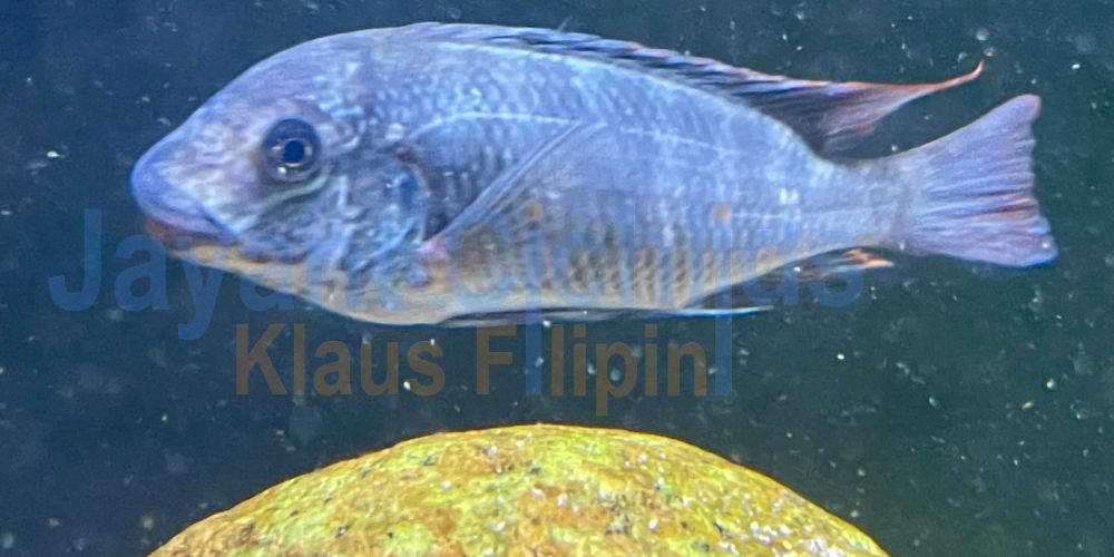 Petrochromis famula Ubwari