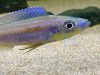 Benthochromis tricoti