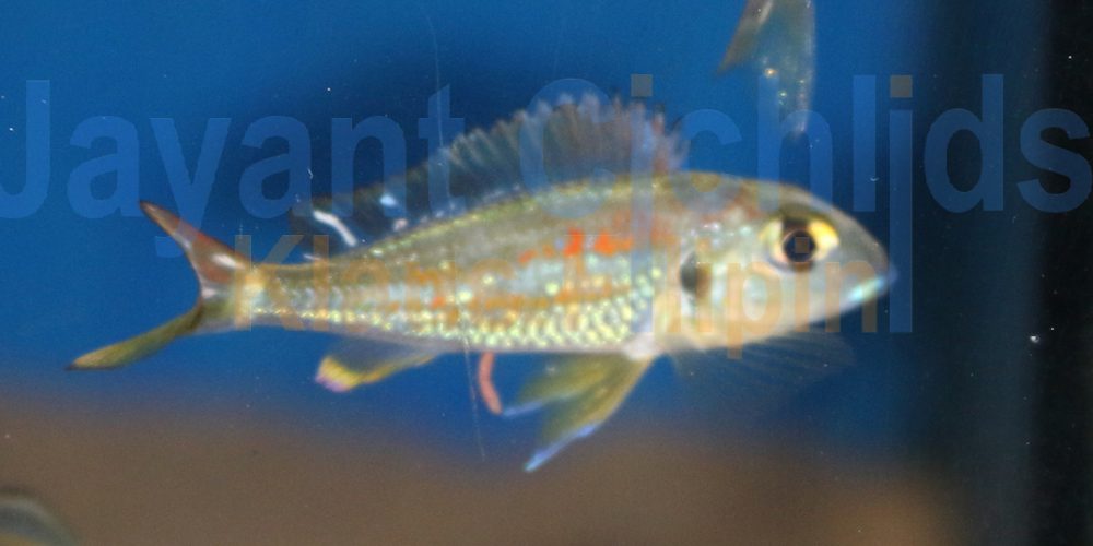 Callochromis macrops