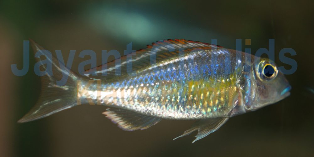 Callochromis pleurospilus Ujiji