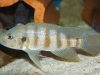 Greenwoodochromis christyi