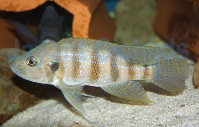 Greenwoodochromis christyi