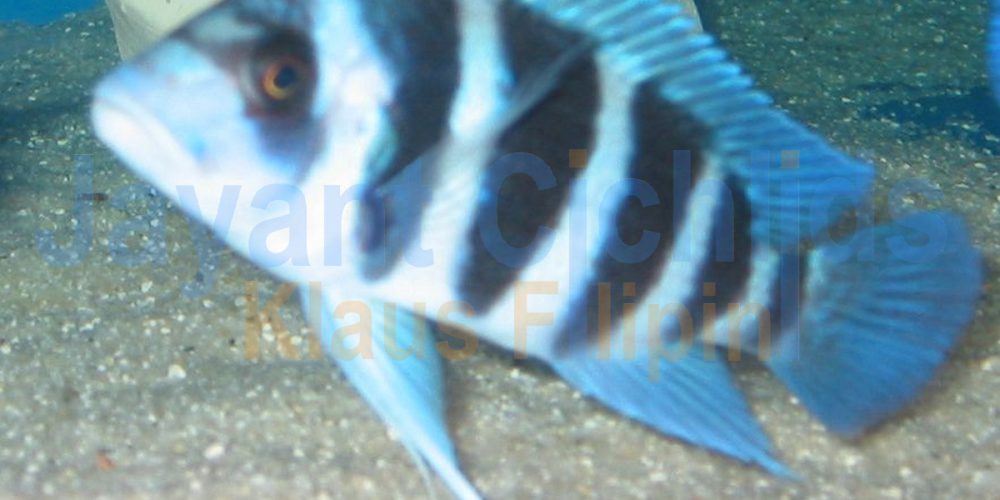 Cyphotilapia frontosa Blue Zaire