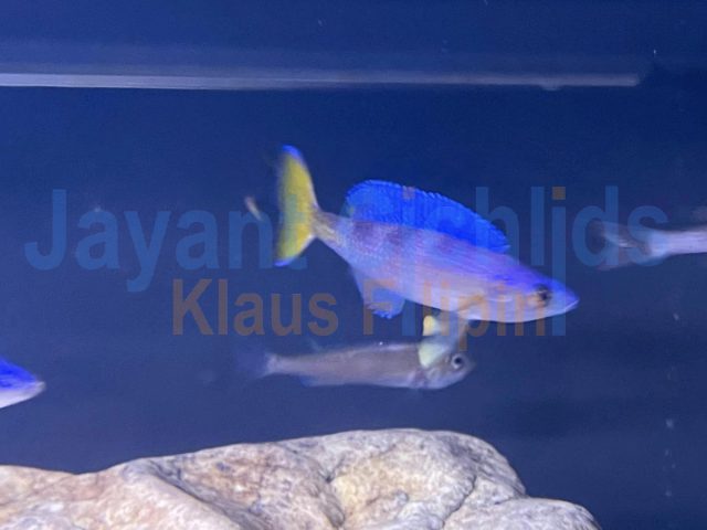 Cyprichromis leptosoma blue flash Mvuna