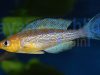 Cyprichromis leptosoma Caramba