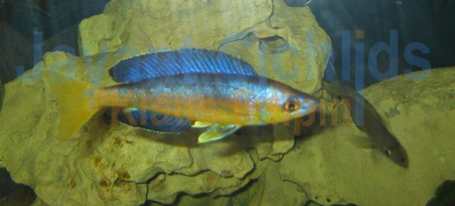 Cyprichromis microlepidotus Bulu Point