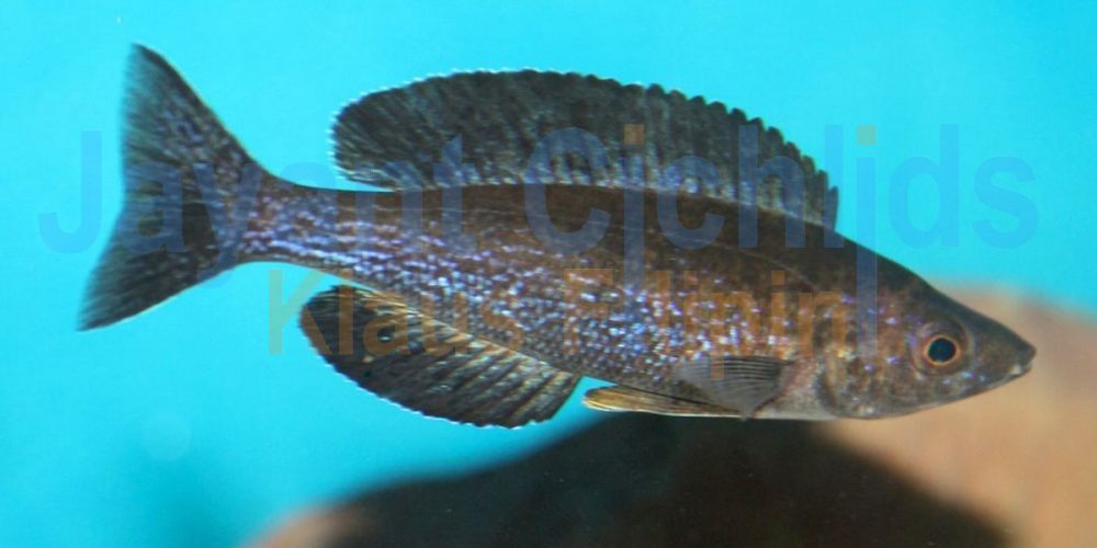 Cyprichromis microlepidotus Kainda