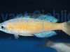 Cyprichromis microlepidotus Kasai