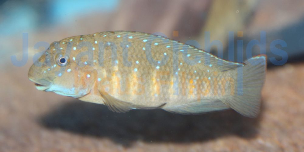 Eretmodus cyanostictus Kiku