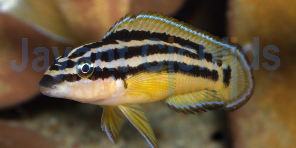 Julidochromis ornatus yellow Zaire