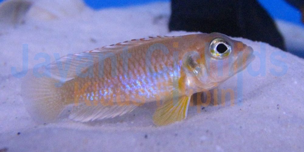 Lamprologus occelatus Gold