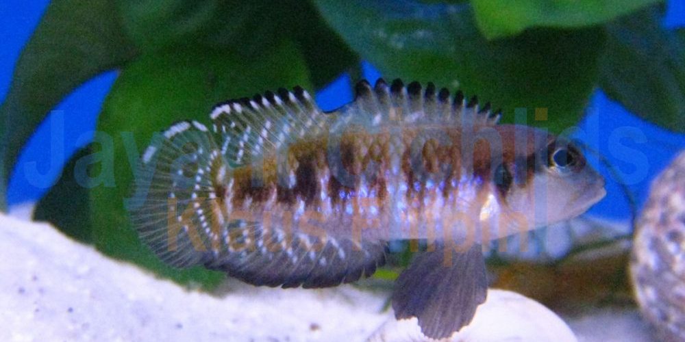 Lamprologus speciosus