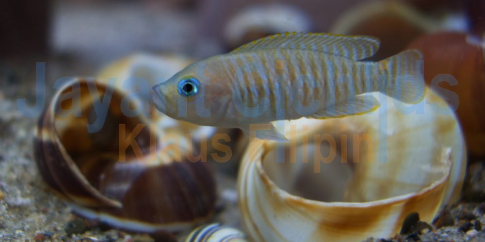 Neolamprologus multifasciatus