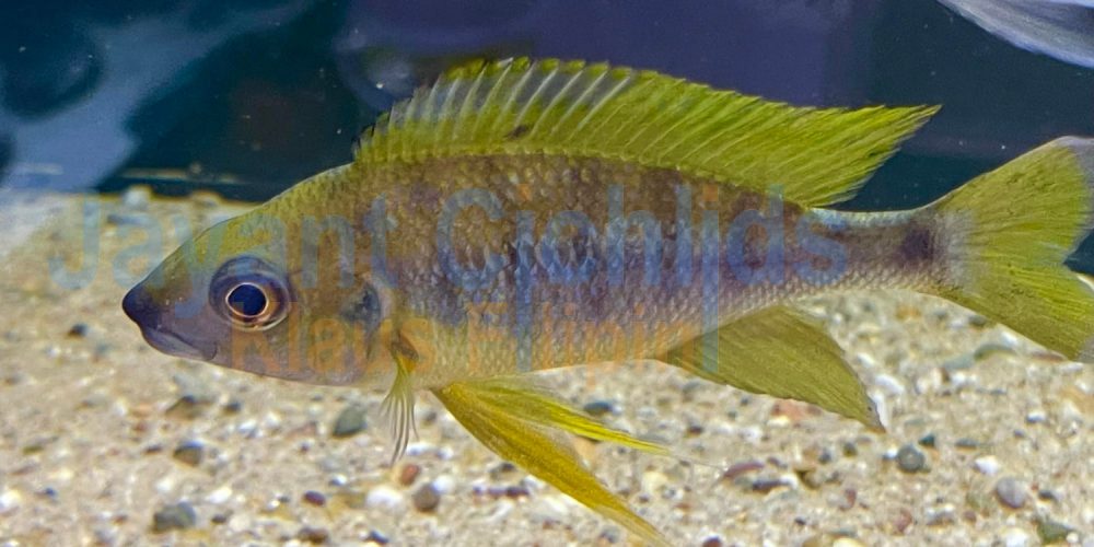 Ophthalmotilapia nasuta Izinga