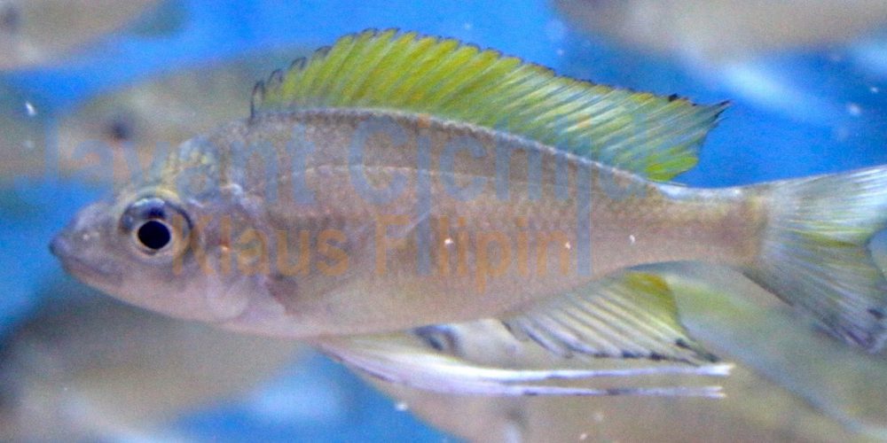 Ophthalmotilapia nasuta Kavalla