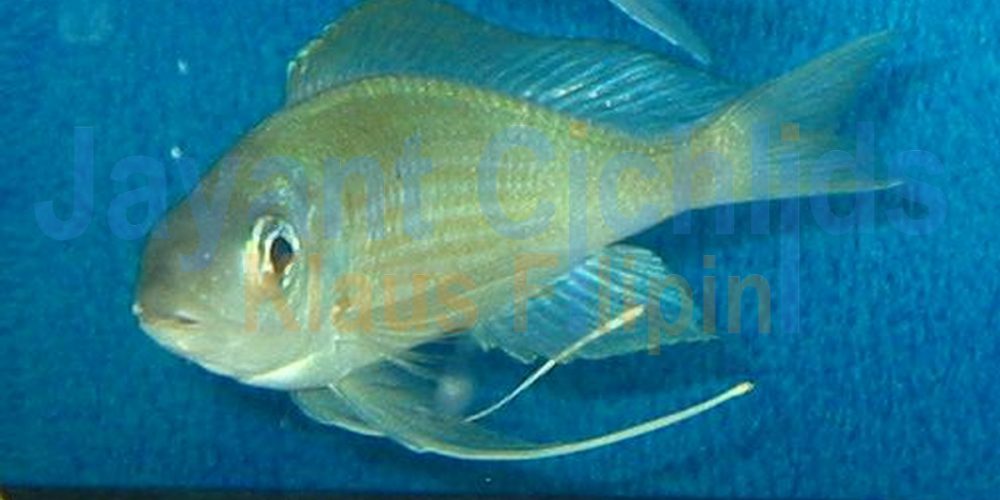 Ophthalmotilapia nasuta Mahilibili