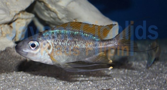 Ophthalmotilapia nasuta Nangu