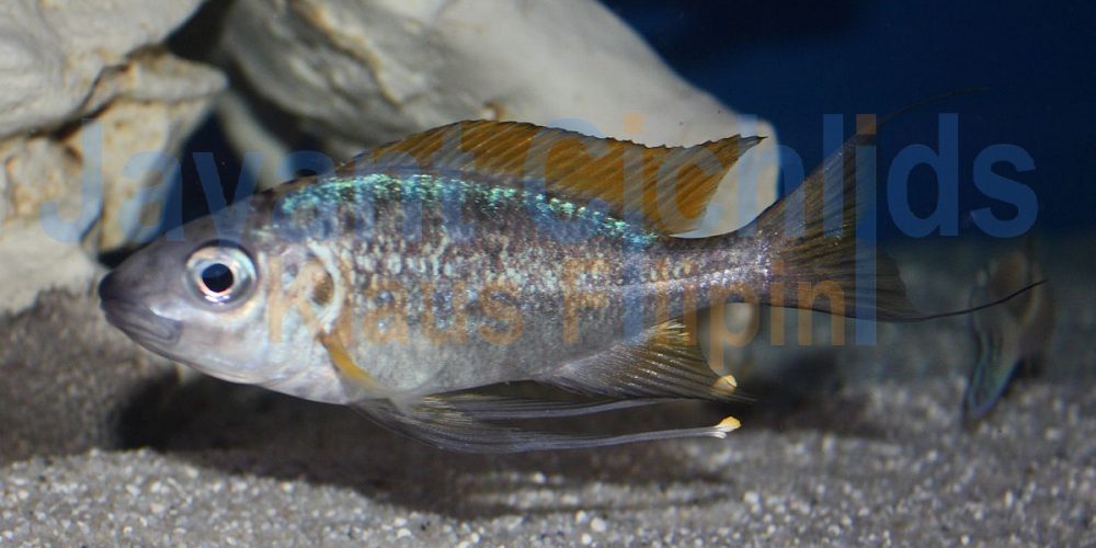 Ophthalmotilapia nasuta Nangu