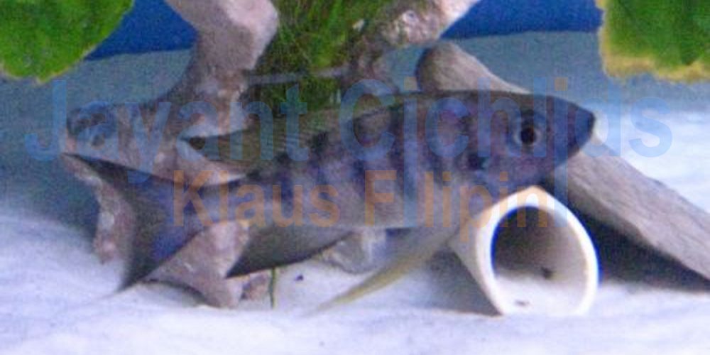 Ophthalmotilapia nasuta Sela