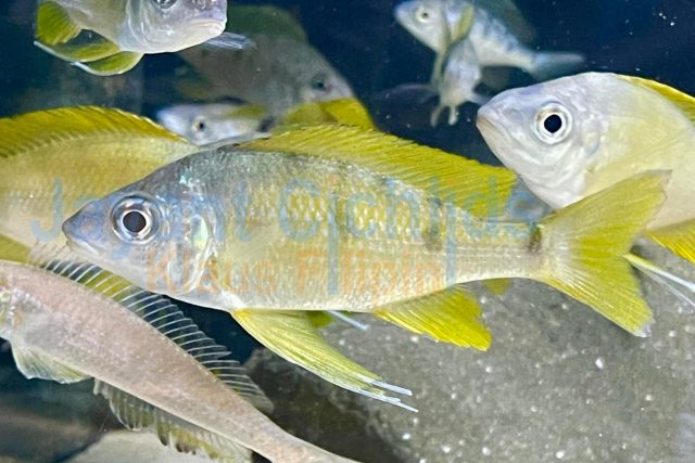 Ophthalmotilapia nasuta Chimba