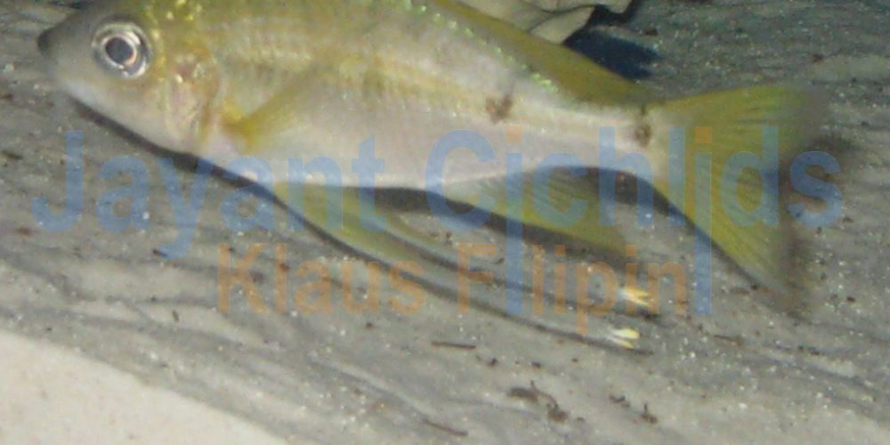 Ophthalmotilapia nasuta Ulwile