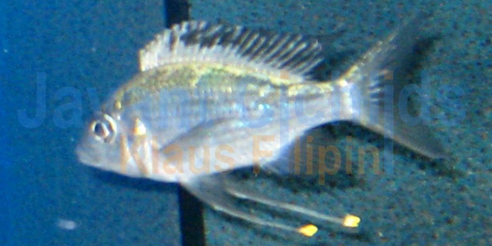 Ophthalmotilapia ventralis Kigoma