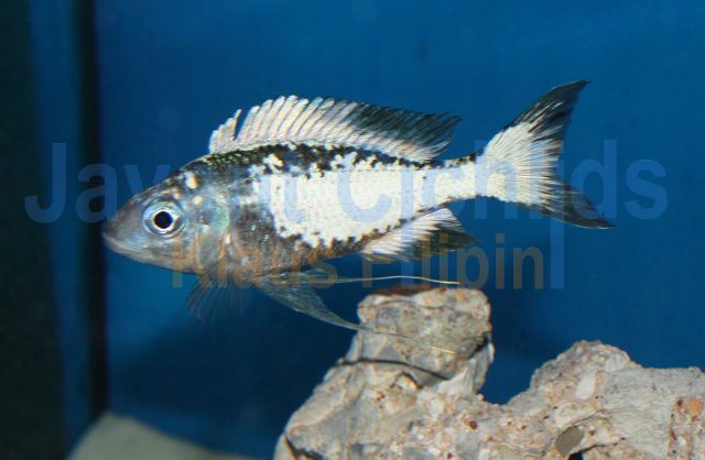 Ophthalmotilapia ventralis Mtoto