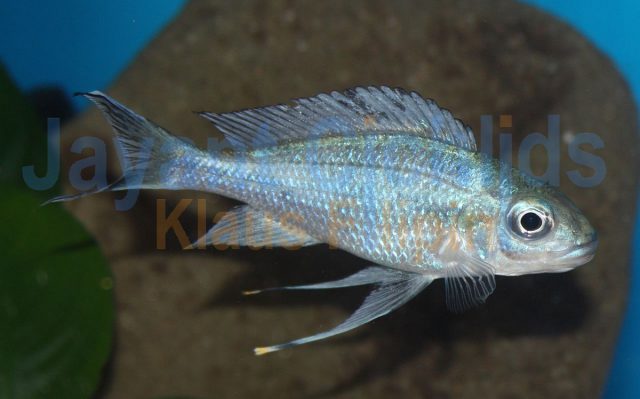 Ophthalmotilapia ventralis Ubwari