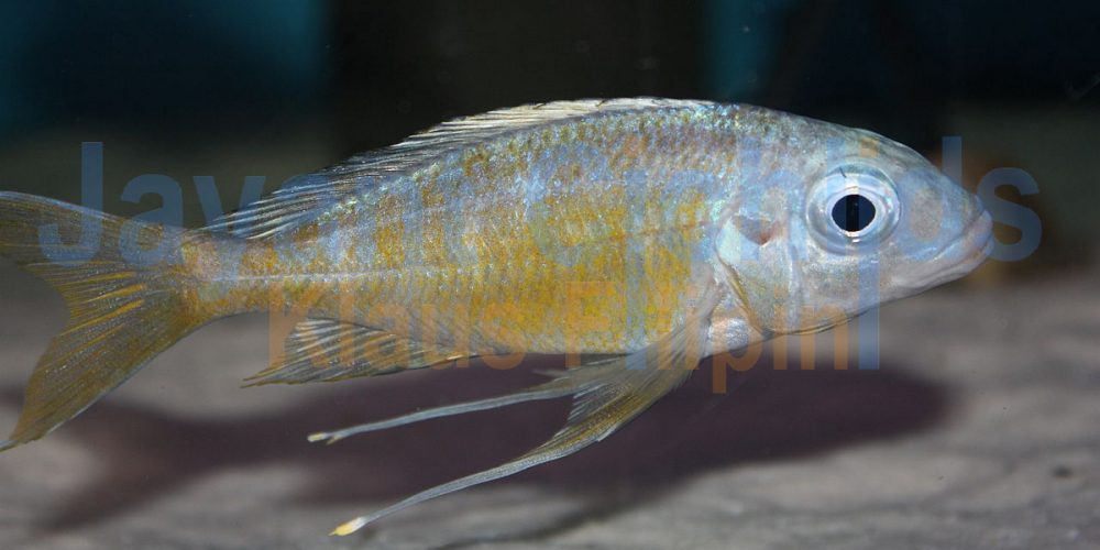 Ophthalmotilapia ventralis Zaire orange