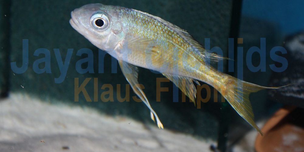 Ophthalmotilapia ventralis orange cap