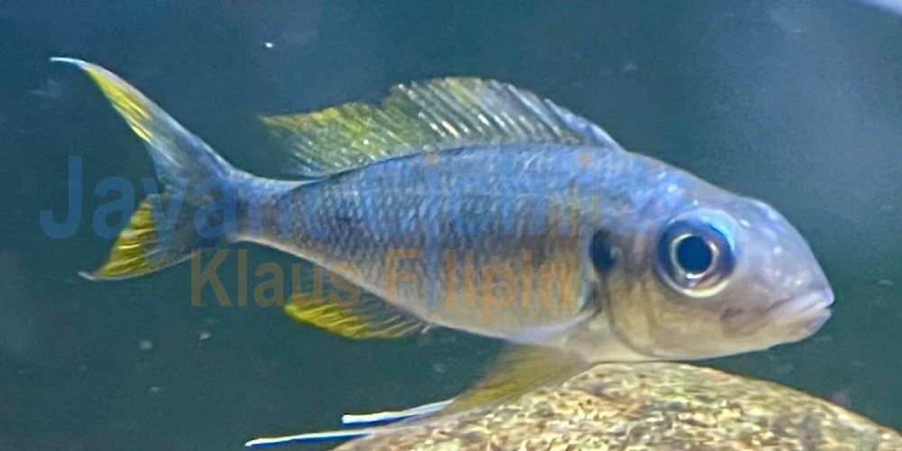 Ophthalmotilapia ventralis Kalubamba