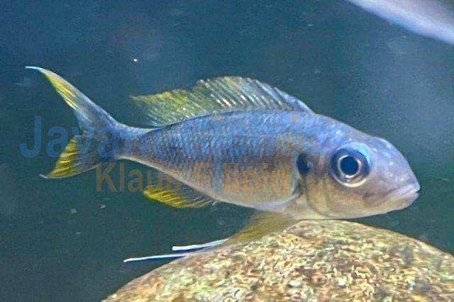 Ophthalmotilapia ventralis Kalubamba