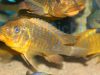 Petrochromis ephippium Moshi