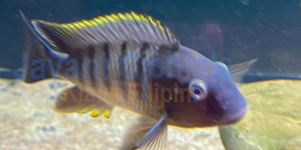 Petrochromis famula Mbite