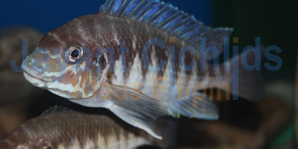 Petrochromis orthognathus Ikola