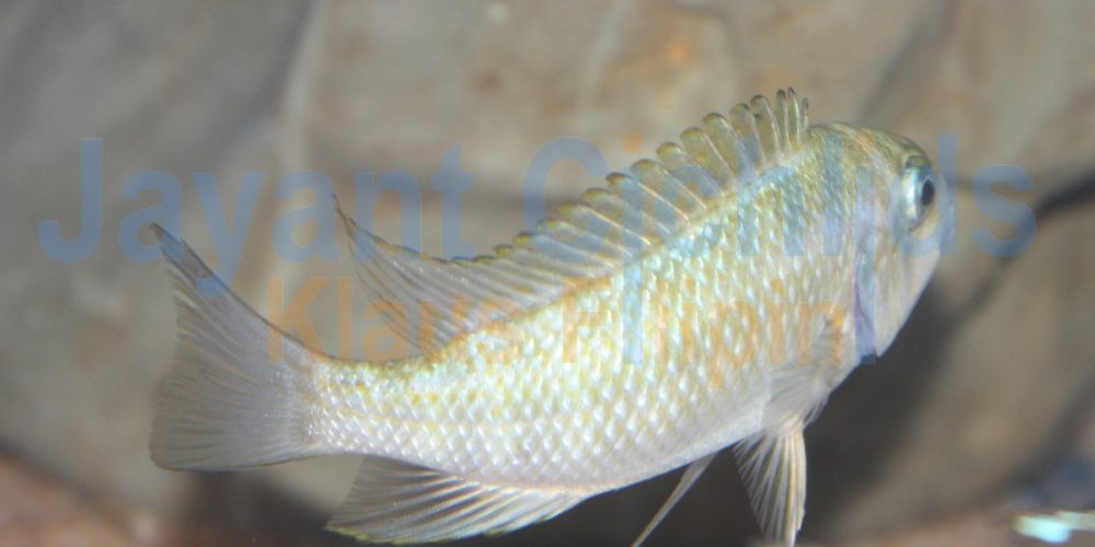 Petrochromis sp. Kasumbe Halembe