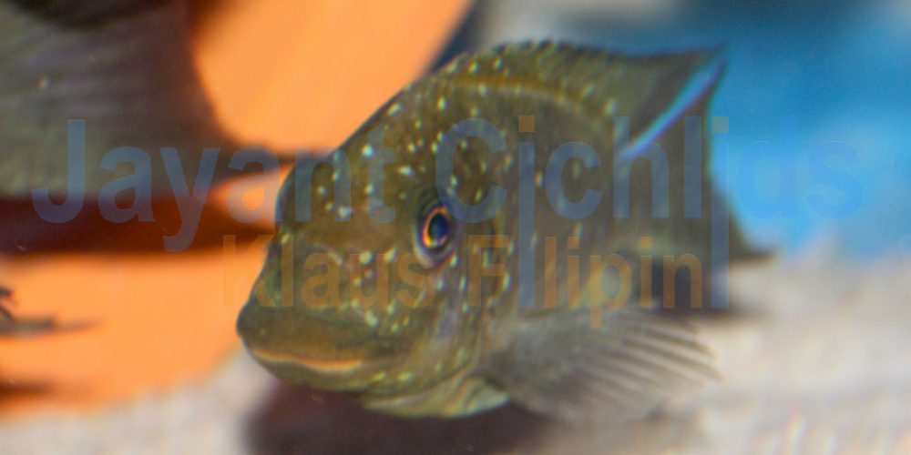 Petrochromis trewavasae