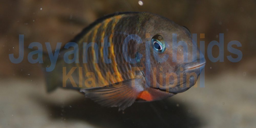 Tropheus brichardi Ubwari