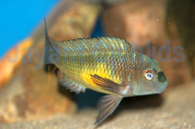 Tropheus moorii Isanga