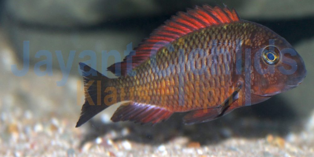 Tropheus moorii Kalindi