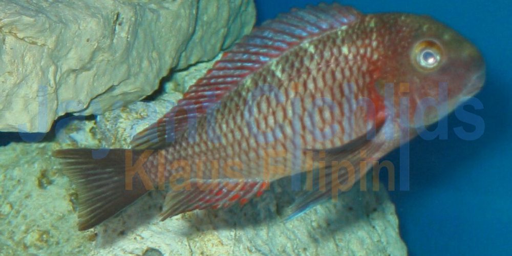 Tropheus moorii Muzi blue blaze