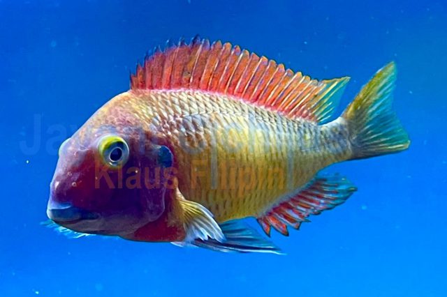 Tropheus moorii red rainbow