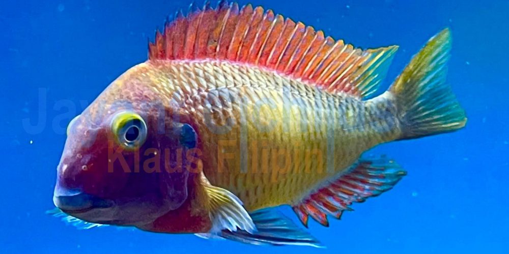 Tropheus moorii red rainbow