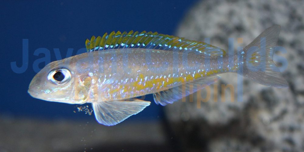 Xenotilapia bathyphilus Isanga