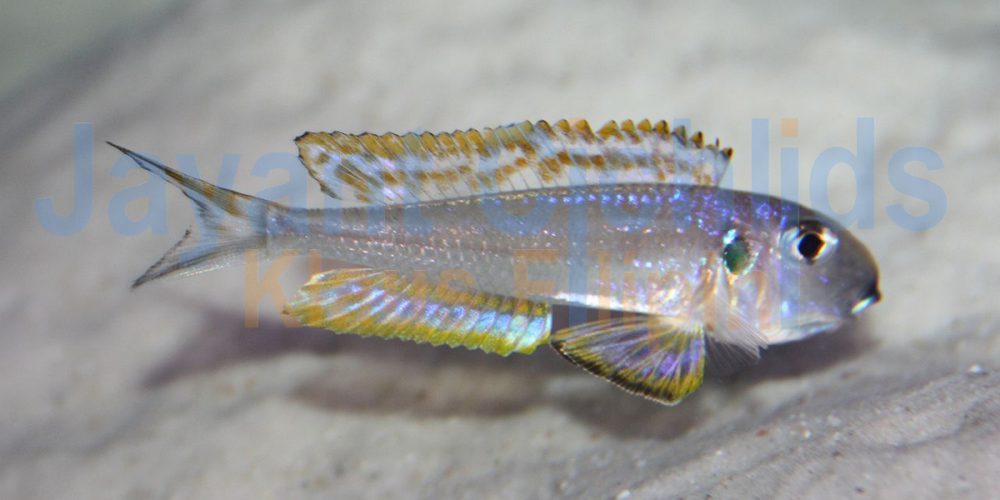 Xenotilapia bathyphilus Sambia