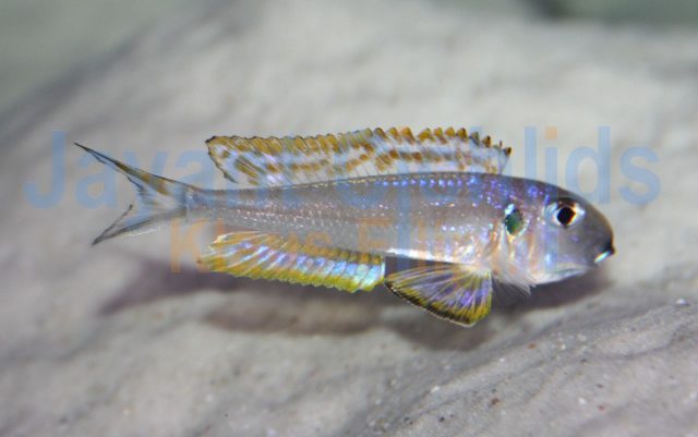 Xenotilapia bathyphilus Sambia