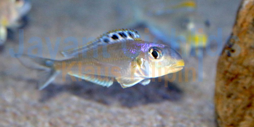 Xenotilapia bathyphilus Tembwe Nyanza Blue Princess