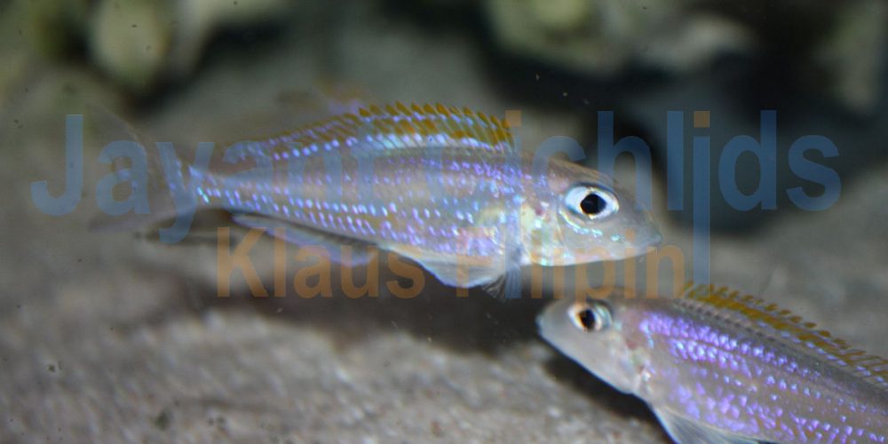 Xenotilapia flavipinnis Bulombora